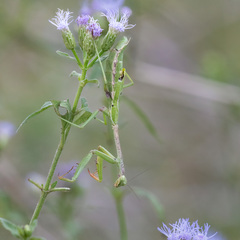 Stagmomantis resacae