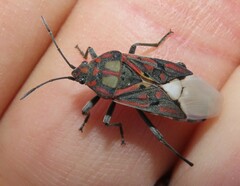 Spilostethus pandurus elegans