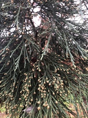 Sequoioideae