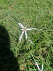 Rhynchospora colorata