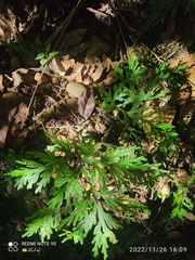 Selaginella pallescens