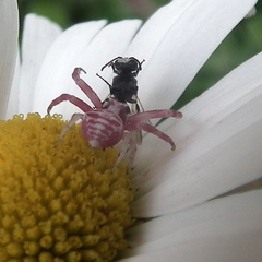 Thomisus citrinellus