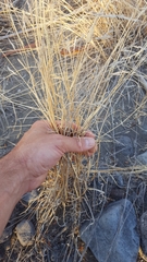 Aristida congesta barbicollis