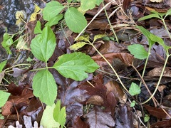 Rudbeckia laciniata