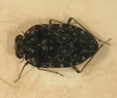 Ochterus perbosci