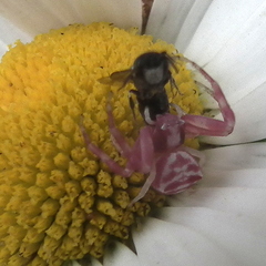 Thomisus citrinellus