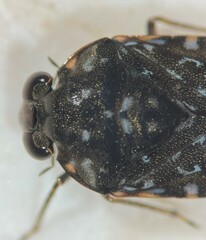Ochterus perbosci