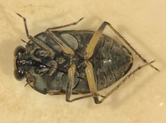 Ochterus perbosci