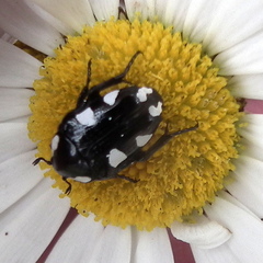Mausoleopsis amabilis