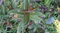 Mentha spicata
