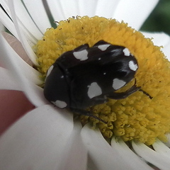 Mausoleopsis amabilis