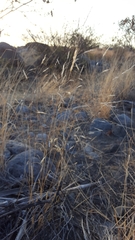 Aristida congesta barbicollis