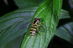 Xanthogramma flavipes