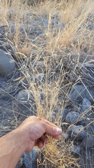 Aristida congesta barbicollis