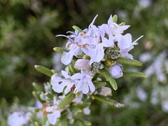 Salvia rosmarinus