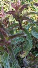 Mentha spicata