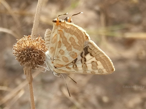 Cigaritis nilus