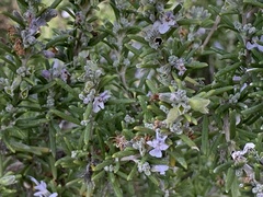 Salvia rosmarinus