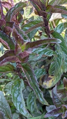 Mentha spicata
