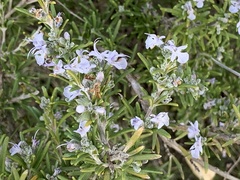 Salvia rosmarinus
