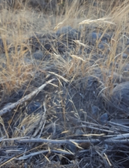 Aristida congesta barbicollis