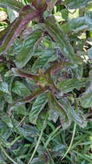 Mentha spicata