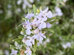 Salvia rosmarinus