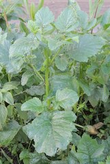 Rhamphospermum arvense