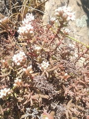 Crassula pruinosa