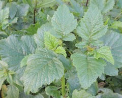 Rhamphospermum arvense