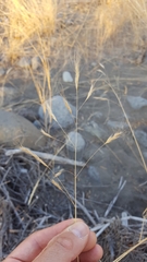 Aristida congesta barbicollis