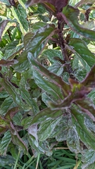 Mentha spicata