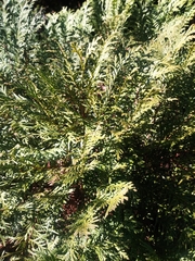Thuja occidentalis