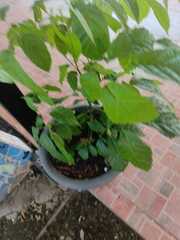 Tabernanthe iboga