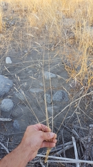 Aristida congesta barbicollis