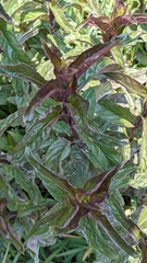 Mentha spicata