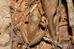 Pristimantis conspicillatus