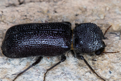 Apatides fortis