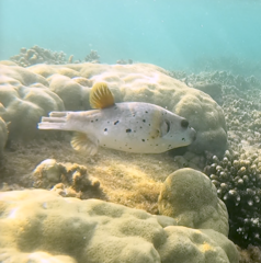 Arothron nigropunctatus