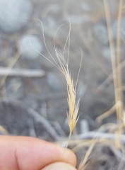 Aristida congesta barbicollis