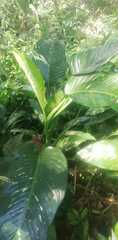 Dieffenbachia seguine