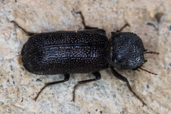 Apatides fortis
