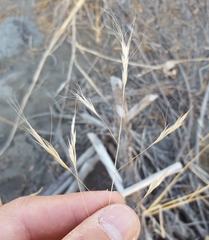 Aristida congesta barbicollis