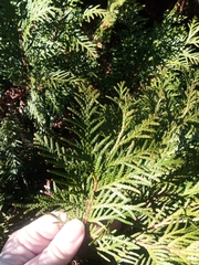 Thuja occidentalis