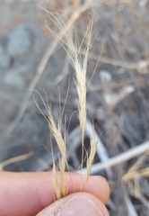 Aristida congesta barbicollis