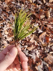 Pinus virginiana