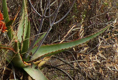 Aloe adigratana