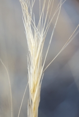 Aristida congesta barbicollis