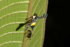 Coelidiinae