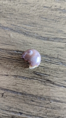 Neverita duplicata